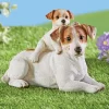 Collections Etc Jack Russell Terrier Mother And Pup Resin Garden Statue 1 Collections Etc Jack Russell Terrier Mother And Pup Resin Garden Statue -Outdoor Decoration Store GUEST 5fd7168b 3423 4071 a0eb 5e3d6a4cdd3f