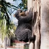 Design Toscano Yonva, The Climbing Bear Sculpture - Multicolored -Outdoor Decoration Store GUEST f8e7e7cd 27aa 476e 8b42 0bfc6244dfe5